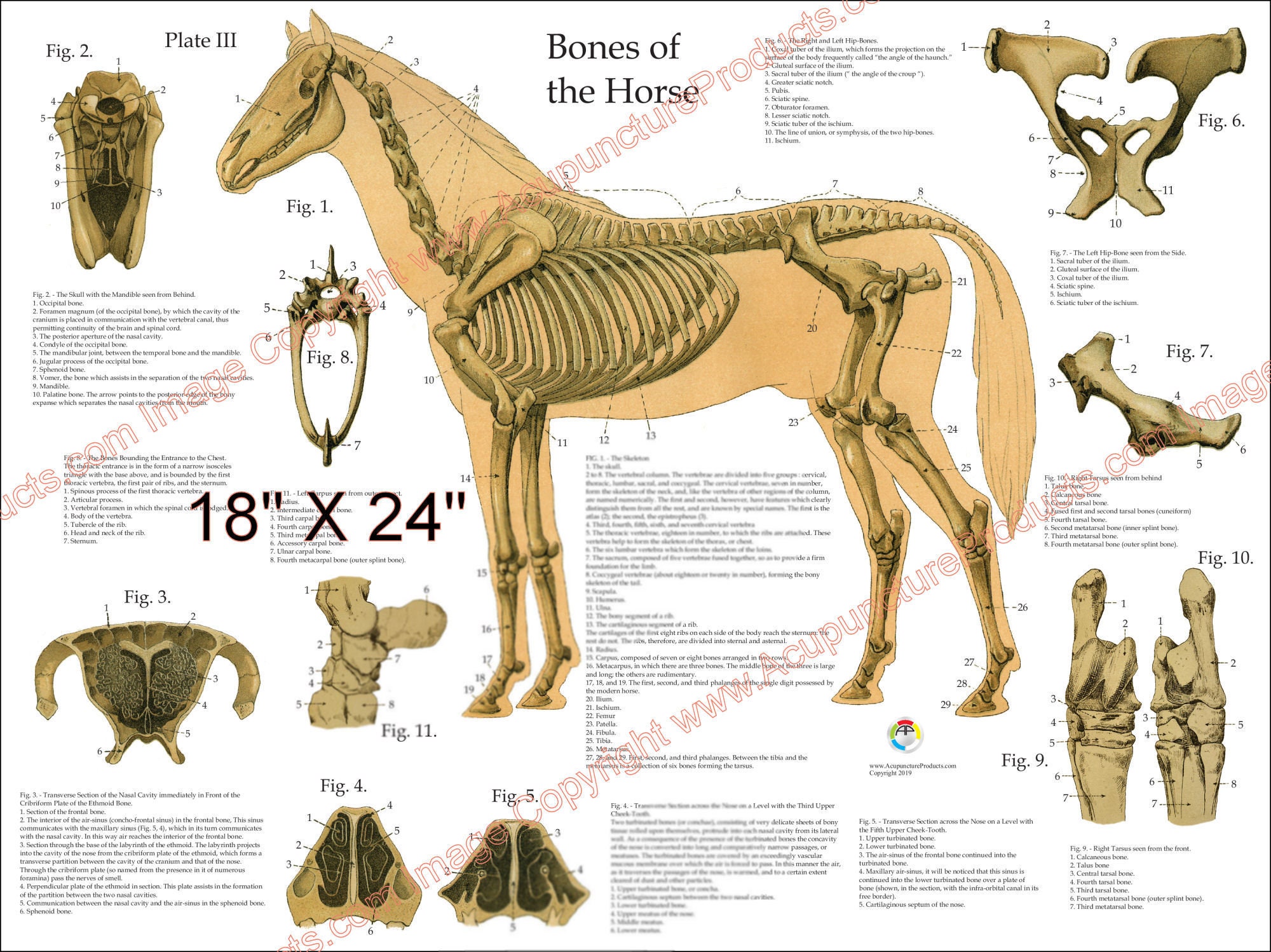 horse anatomy skeleton