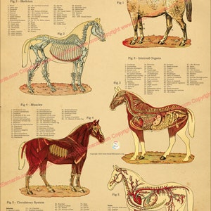 Poster zur inneren Anatomie der Skelettmuskulatur eines Pferdes, für die Wand, veterinärmedizinisches Anatomiediagramm, 18"