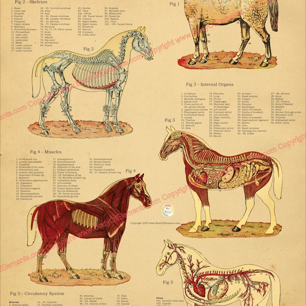 Muscle Chart Laminated Etsy