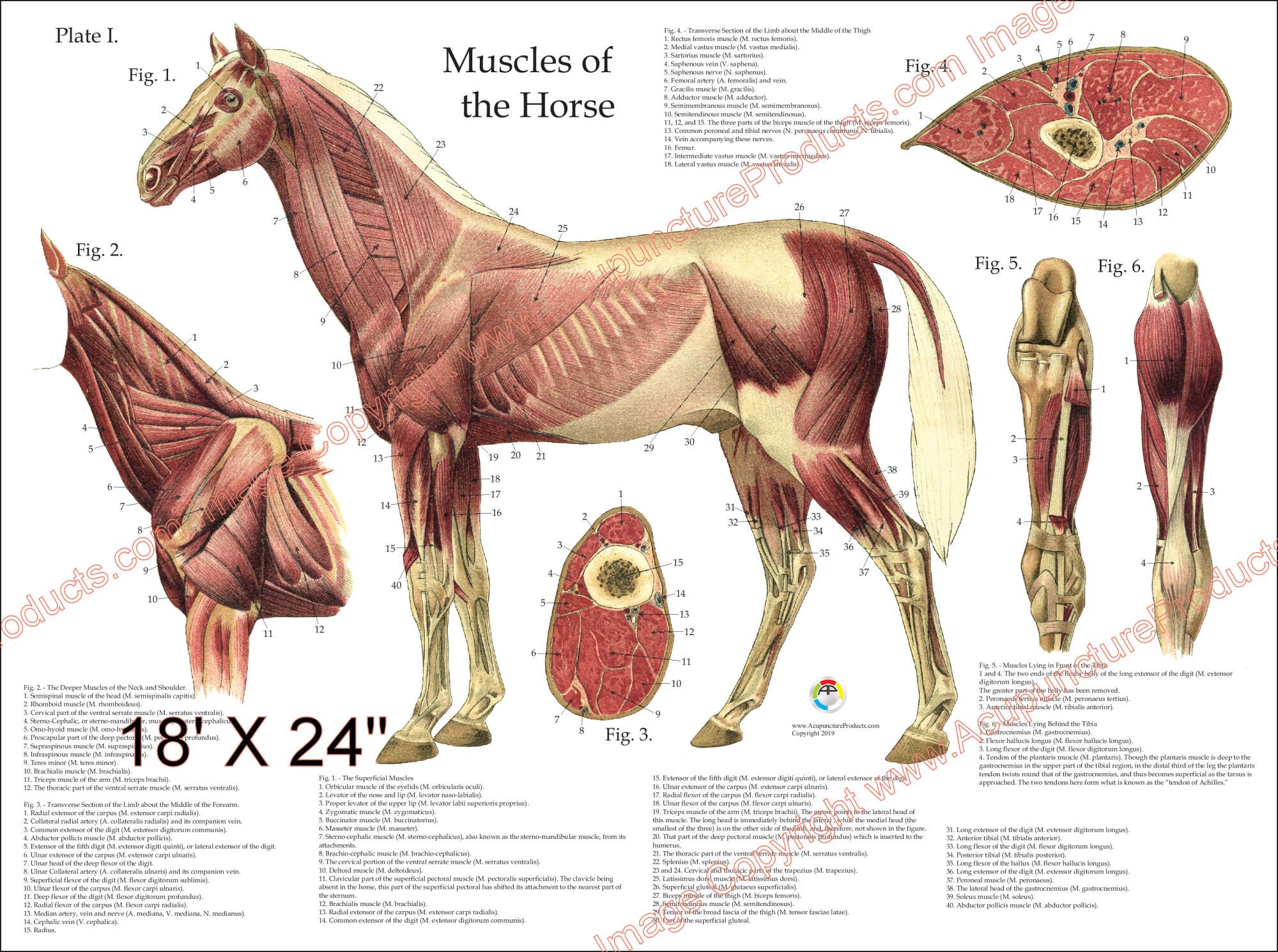 Horse Muscle Veterinary Anatomy Poster Wall Chart 18 X Etsy Canada
