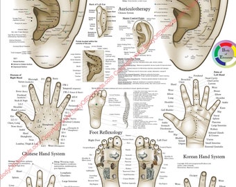 Acupuncture Microsystem Poster Hand Ear Auriculotherapy Foot TCM Chart Paper or Laminated. 18" X 24"