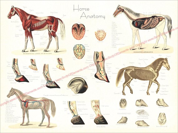How to Study Horses And Their Skeletal And Muscular Makeup