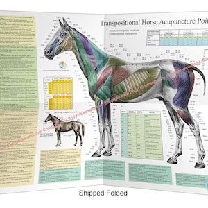 Paard paarden acupunctuur meridiaanpunt locatie posters 18 x 24 inch veterinaire kaart set papier gevouwen