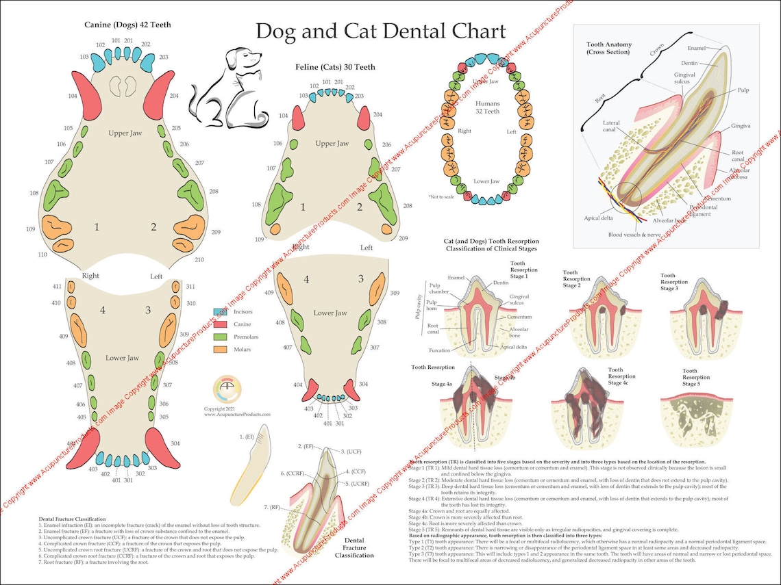 Dog and Cat Veterinary Dental Tooth Poster Wall Chart Etsy
