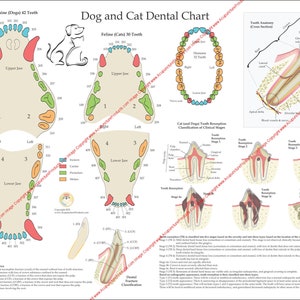 Dog and Cat Veterinary Dental Tooth Poster Wall Chart - 18" X 24" Feline Canine Laminated or Paper