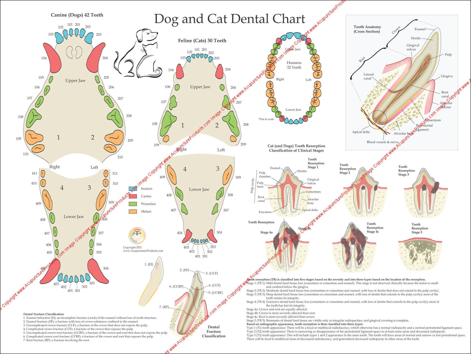 cat teeth anatomy