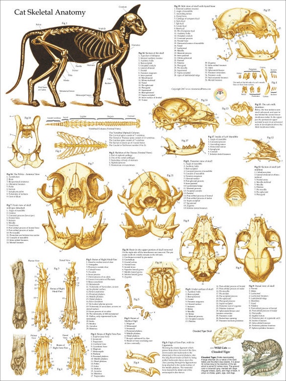 Skull Anatomy Chart