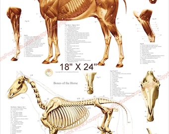 Poster anatomie squelettique musculaire du cheval 18 x 61 cm, tableau vétérinaire équin plastifié ou papier