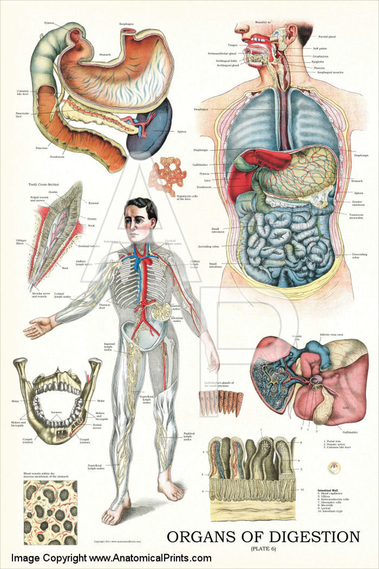 Digestive organs