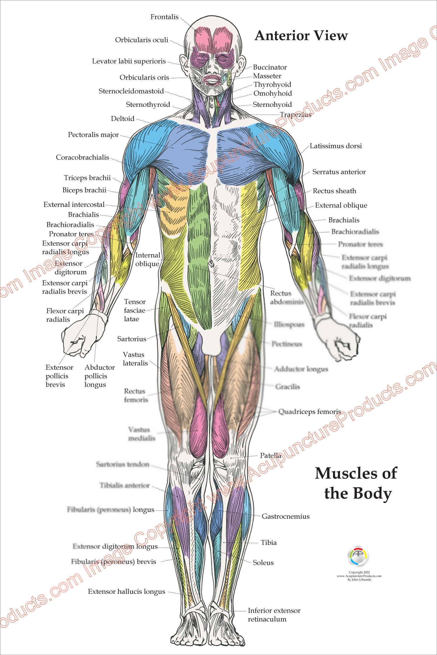 3 Human Muscle Anatomy Poster Anterior Posterior and Deep Etsy Hong Kong