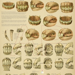 Póster de la edad dental del caballo según los dientes, 18" x 24", papel para gráficos anatómicos veterinarios o laminados