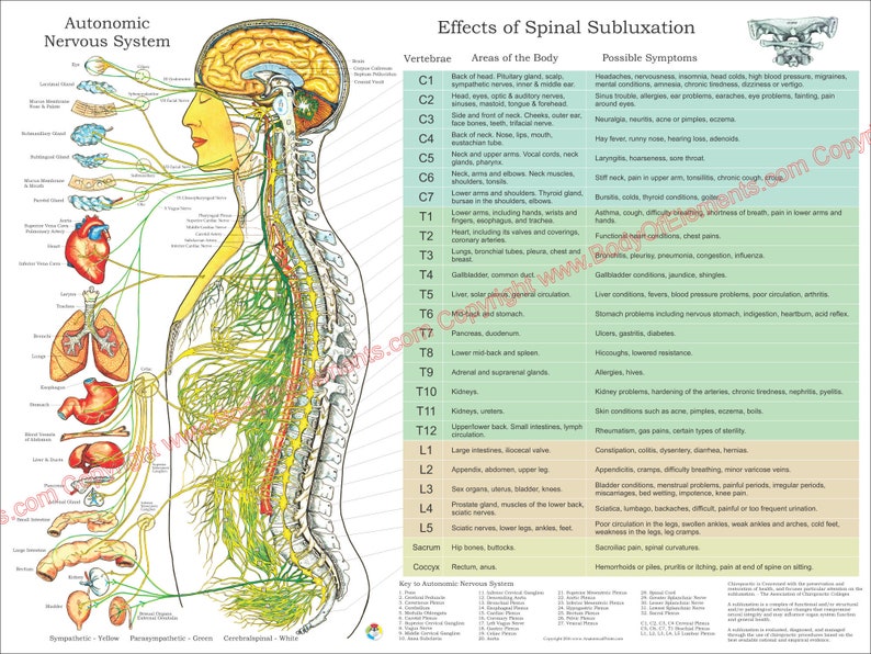 ANS & Effects of Spinal Subluxation Poster 18 X 24 Chiropractic Autonomic Nervous System Chart English, Spanish, French Laminated or Paper English