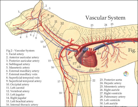 Canine Anatomical Chart