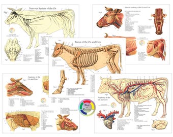 Cow Ox Anatomy Study Charts Set 8.5" X 11" Laminated Skeletal Muscles Nerves Arteries Internal organs Anatomical Veterinary Farm Animal