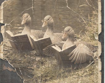 Patos leyendo libros PNG / Diseño divertido de animales / Meme de animales para camisetas, bolsos y tazas PNG