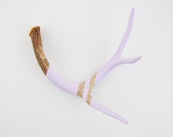 Painted Antler - MEDIUM - Lavender Monochromatic - Taxidermy and Curiosities