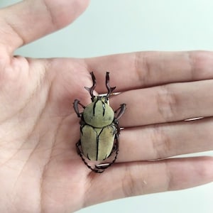 May include: A large beetle with a light green and tan body, held in an open hand. The beetle has dark brown legs and antennae. The beetle's shell has vertical stripes. The background is a plain, light color.