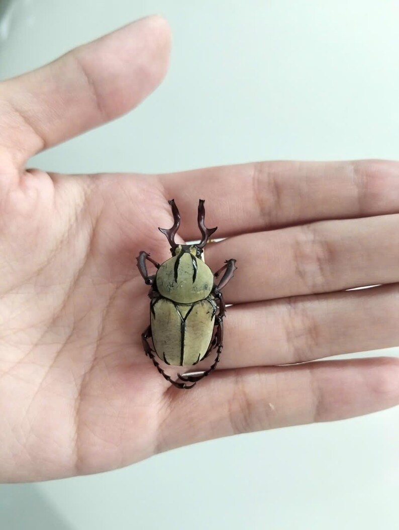 May include: A large beetle with a light green and tan body, held in an open hand. The beetle has dark brown legs and antennae. The beetle's shell has vertical stripes. The background is a plain, light color.