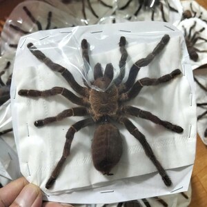 Tarantula Citharognathus tongmianensis and Haplopelma longipes - Spread-Leg Dried Specimen, Taxidermy Display, Entomology Collection image 12