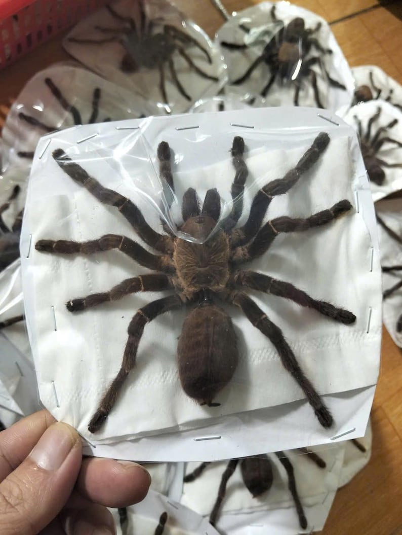 Tarantula Citharognathus tongmianensis and Haplopelma longipes - Spread-Leg Dried Specimen, Taxidermy Display, Entomology Collection image 12