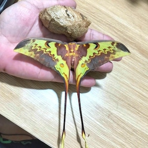 Polilla Actias maenas disecada con capullo vacío. Ejemplar real de insecto, colección entomológica, pieza de colección, estudio científico, arte de la naturaleza.