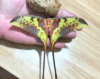 Moth Dried Actias maenas Moth with Empty Cocoon Real Insect Specimen, Entomology Collection, Collectible Display, Science Study, Nature Art