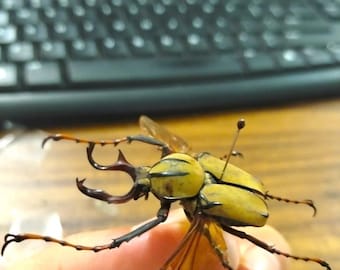 Pack of 2 Real Dicranocephalus wallichii - Spread Wings Beetle Specimen for Entomology Display