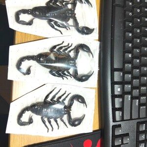 Pu&ograve; includere: Tre esemplari di scorpioni neri, ciascuno racchiuso in un involucro di plastica trasparente, sono esposti su una superficie di colore chiaro. Gli scorpioni sono posizionati con le loro chele e code visibili. Una tastiera di computer nera &egrave; parzialmente visibile sullo sfondo.