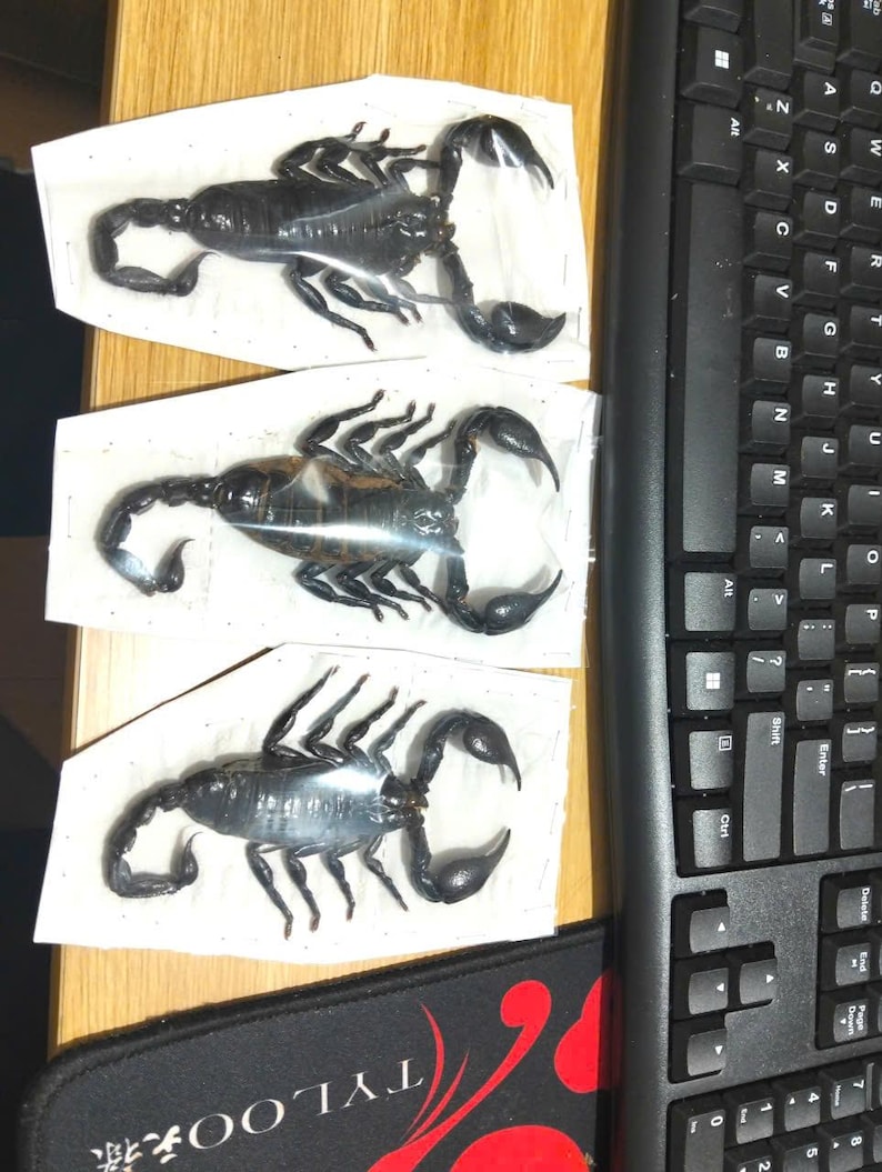 Pu&ograve; includere: Tre esemplari di scorpioni neri, ciascuno racchiuso in un involucro di plastica trasparente, sono esposti su una superficie di colore chiaro. Gli scorpioni sono posizionati con le loro chele e code visibili. Una tastiera di computer nera &egrave; parzialmente visibile sullo sfondo.
