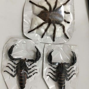May include: A collection of three preserved arachnids encased in clear plastic packaging. One large brown spider is centered on a white cotton pad, while two black scorpions with prominent pincers and segmented tails are positioned below it.