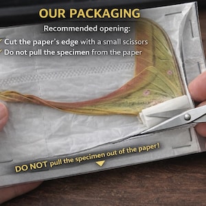 May include: A preserved insect specimen, packaged in a protective paper sleeve. The image shows a person using scissors to cut the edge of the paper, following the instructions on the packaging. Text on the packaging reads "OUR PACKAGING" and "DO NOT pull the specimen out of the paper!"