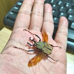 May include: A large beetle with a green head and tan body rests on a palm. The beetle has large black pincers and orange wings. The insect's legs are black and spindly. A black keyboard is in the background.