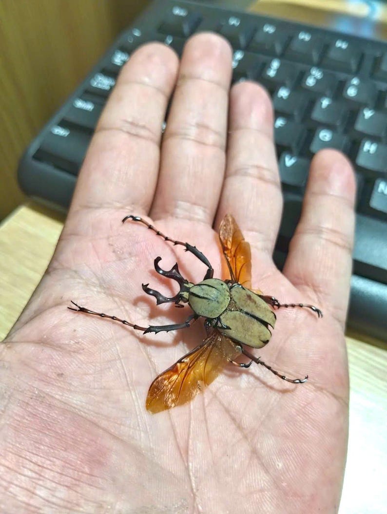 May include: A large beetle with a green head and tan body rests on a palm. The beetle has large black pincers and orange wings. The insect's legs are black and spindly. A black keyboard is in the background.