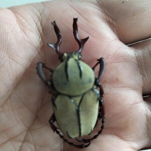 May include: A close-up of a beetle with a light green and tan body, dark brown legs, and two prominent horns. The beetle's body has a segmented design, and it is resting on a light-colored surface.
