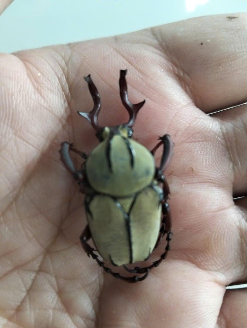 May include: A close-up of a beetle with a light green and tan body, dark brown legs, and two prominent horns. The beetle's body has a segmented design, and it is resting on a light-colored surface.