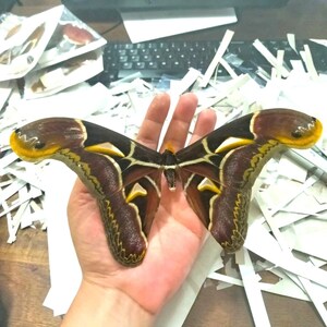 May include: A large Attacus atlas moth specimen with expansive wings featuring a deep brown color palette, prominent yellow and white triangular markings, and distinct curved wing tips that resemble snake heads with yellow edges.