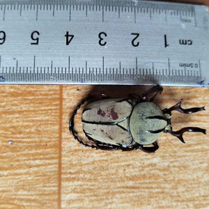 May include: A light-colored beetle with a cream-colored shell and dark brown markings, next to a ruler. The beetle is approximately 2 inches long. The insect has dark brown legs and antennae. The background is a light brown surface.