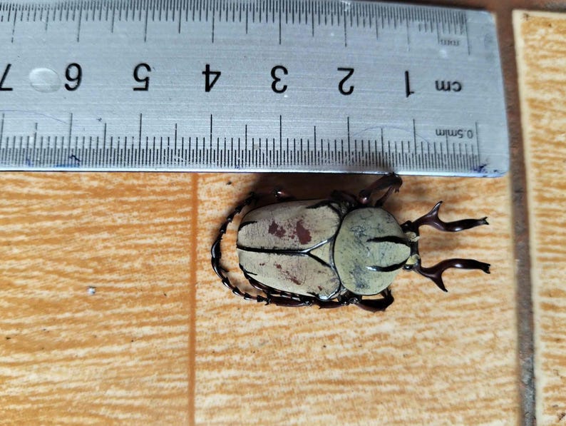May include: A light-colored beetle with a cream-colored shell and dark brown markings, next to a ruler. The beetle is approximately 2 inches long. The insect has dark brown legs and antennae. The background is a light brown surface.