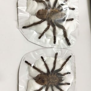 May include: Two preserved brown tarantulas, each individually encased in clear plastic film over a white cotton backing. The specimens are secured with staples along the edges of the cardboard backing, displaying their eight legs and hairy bodies.