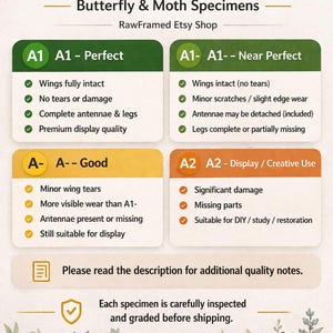 Pack of 2 Real Luna Moth Specimens - Dried Actias Selene, Entomology Insect Collection, Spread Wings, Science Study, Art Projects Display image 2