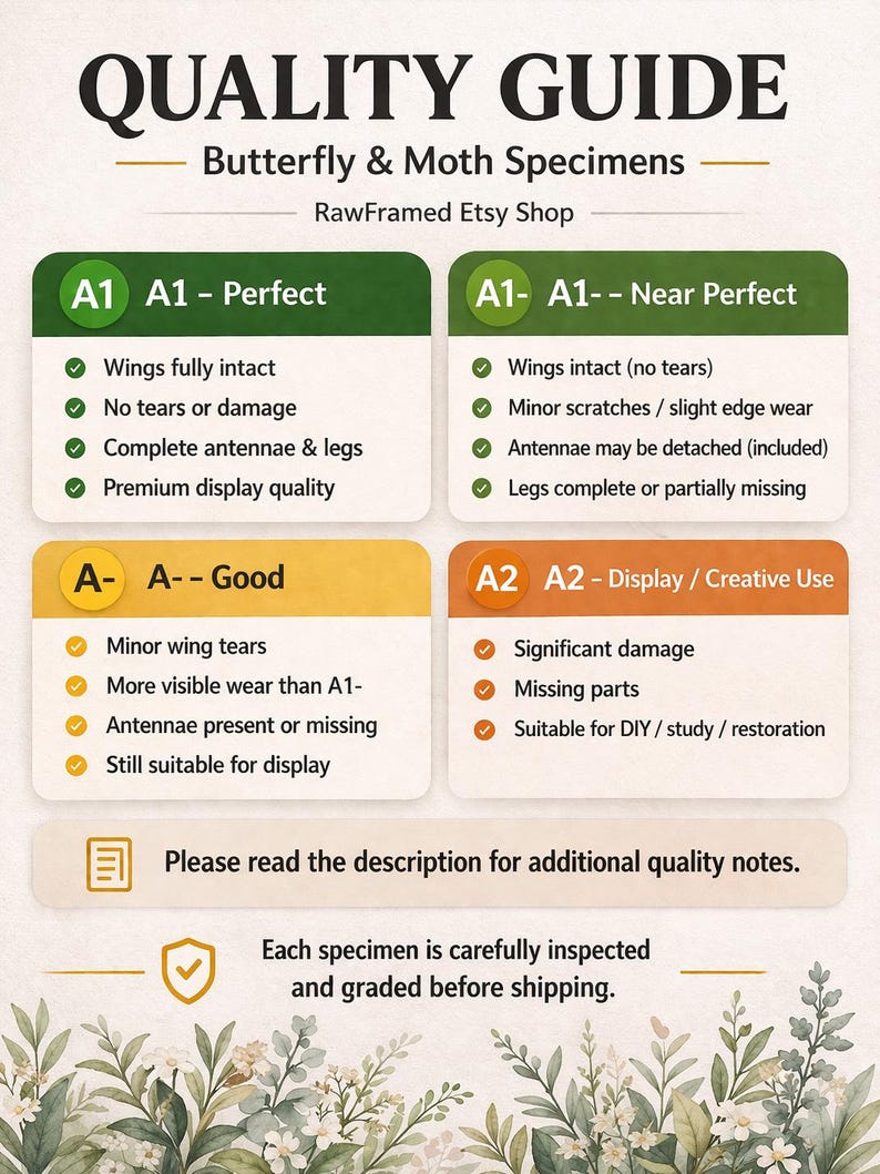 Pack of 2 Real Luna Moth Specimens - Dried Actias Selene, Entomology Insect Collection, Spread Wings, Science Study, Art Projects Display image 2