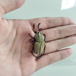 May include: A tan and green beetle with dark brown legs and antennae is resting on an open palm. The beetle's body is segmented, with a rounded head and a curved, segmented body. The beetle's shell is a light tan color, and its head is green.