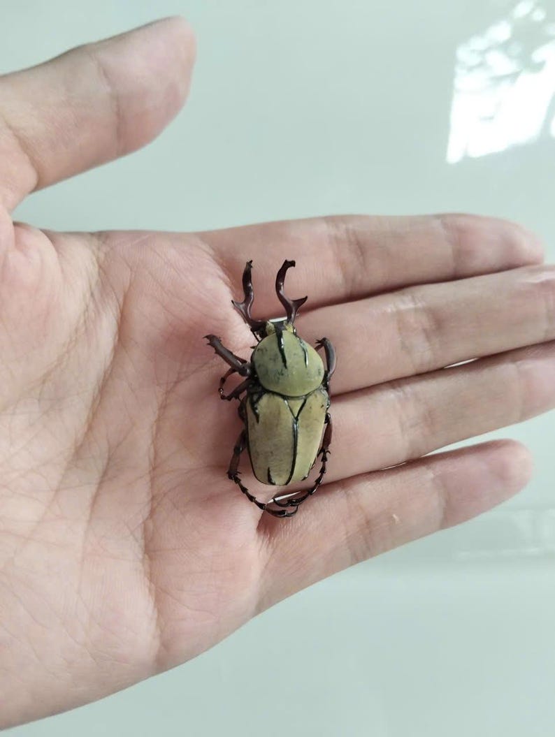 May include: A tan and green beetle with dark brown legs and antennae is resting on an open palm. The beetle's body is segmented, with a rounded head and a curved, segmented body. The beetle's shell is a light tan color, and its head is green.