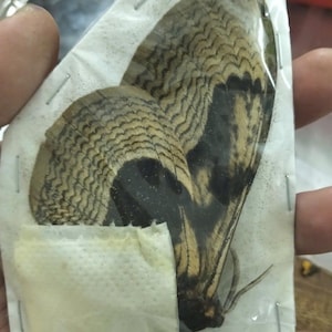 May include: A preserved moth specimen with tan and black patterned wings, encased in a clear plastic sleeve stapled to a white paper backing. The wings display a distinct wavy, dark-lined texture, and the moth body is visible at the bottom.