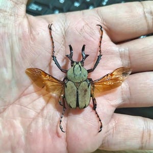 May include: A large beetle with a light green and brown body, black legs, and transparent orange wings. The beetle has prominent antennae and is resting on a person's open palm. The background includes a blurred keyboard.