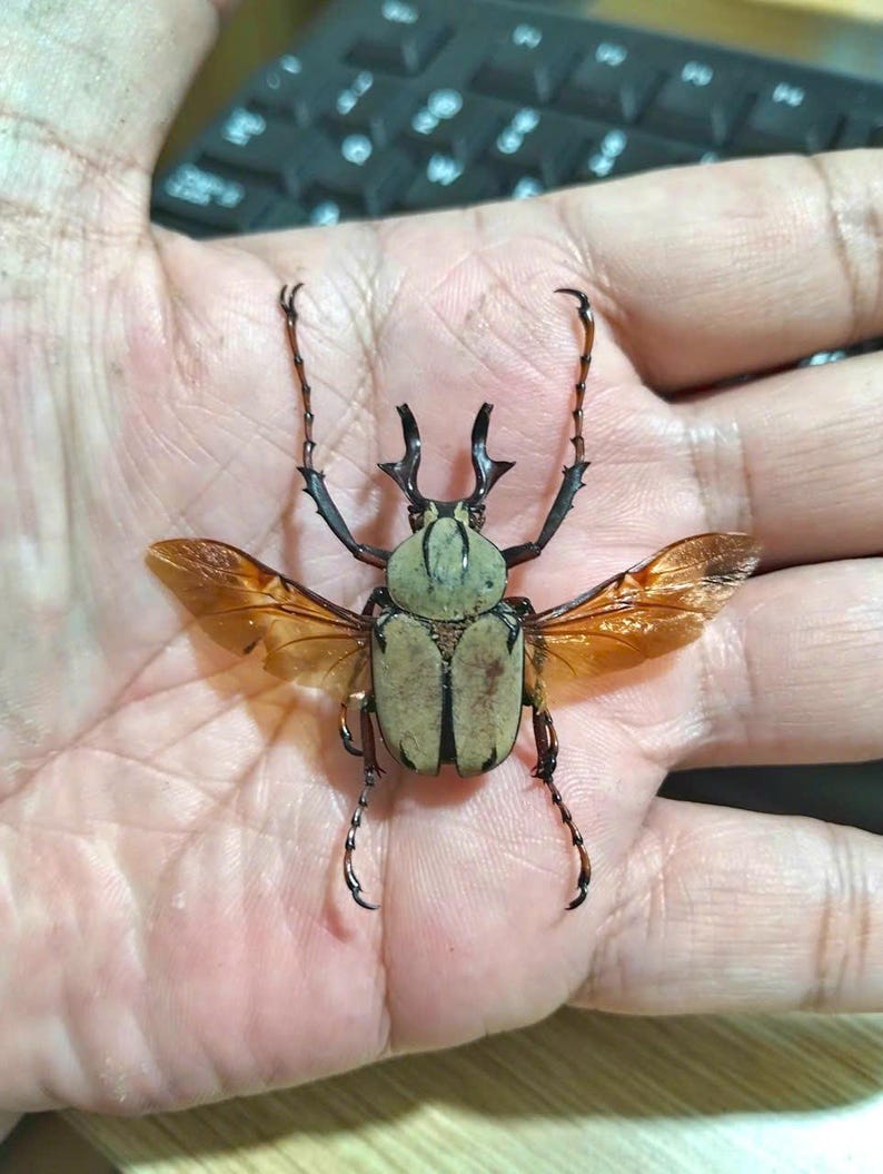 May include: A large beetle with a light green and brown body, black legs, and transparent orange wings. The beetle has prominent antennae and is resting on a person's open palm. The background includes a blurred keyboard.