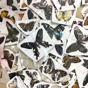 May include: A selection of butterfly cutouts in diverse colours and patterns, including black, white, yellow, and brown. The butterflies are individually packaged on white paper, creating a layered, textured display.