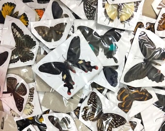 10pcs Mixed Butterflies | Spread Wings Specimens | Real Butterfly Collection for Art, Display, Education