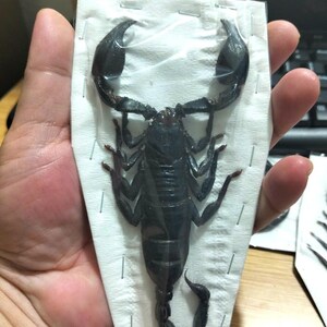 Pu&ograve; includere: Un esemplare di scorpione nero conservato, racchiuso in plastica trasparente e montato su un supporto bianco. Il corpo dello scorpione &egrave; dettagliato, mostrando le sue chele, le zampe e la coda ricurva. L'esemplare &egrave; tenuto in mano, con un monitor di computer sullo sfondo.