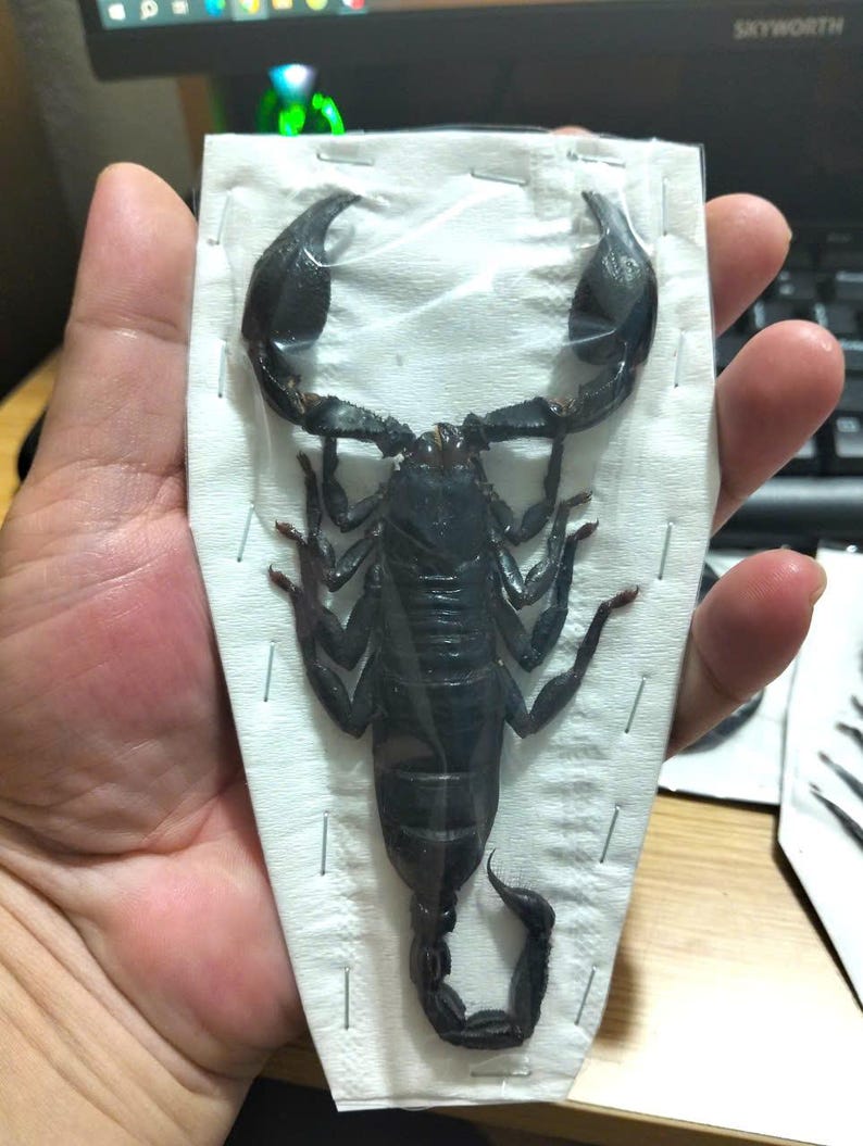 Pu&ograve; includere: Un esemplare di scorpione nero conservato, racchiuso in plastica trasparente e montato su un supporto bianco. Il corpo dello scorpione &egrave; dettagliato, mostrando le sue chele, le zampe e la coda ricurva. L'esemplare &egrave; tenuto in mano, con un monitor di computer sullo sfondo.